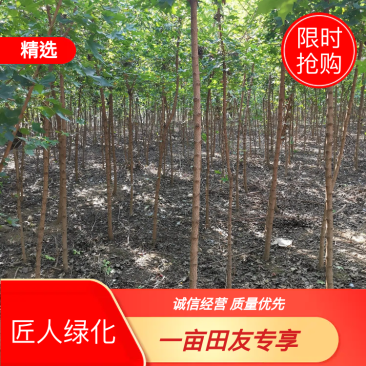 五角枫钢管直米径2—4公分自家苗圃持续上车发货中