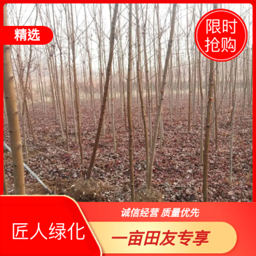 北美红枫，秋火焰红枫米径2—4公分自家苗圃持续上车