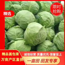 精品圆包菜甘蓝河南蔬菜万亩产地直销价优欢迎咨询