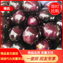 【精品】茄子紫光圆茄河南紫光茄子产地直销价优