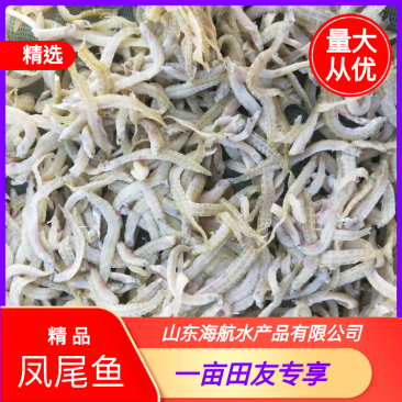 【鱼干】精品凤尾鱼，可做麻辣油炸食品、量大从优