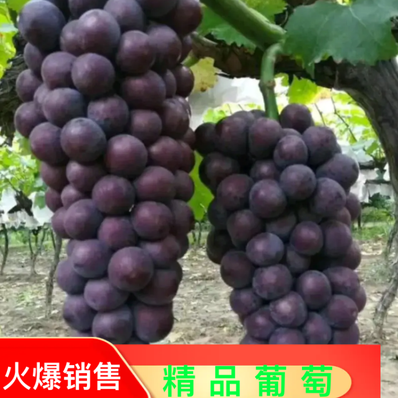 汉中【大棚,漏天户太八号夏黑葡萄】代发全国果园直供【现货