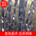 河南商丘黑皮甘蔗，汁多脆甜，一手货源，无任何费用。