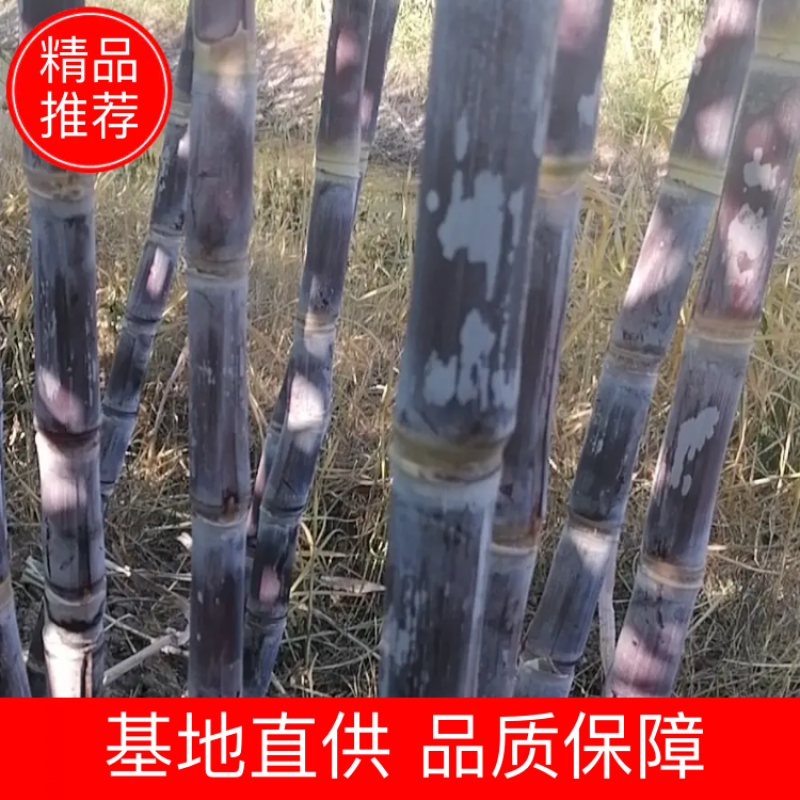 河南商丘黑皮甘蔗，汁多脆甜，一手货源，无任何费用。