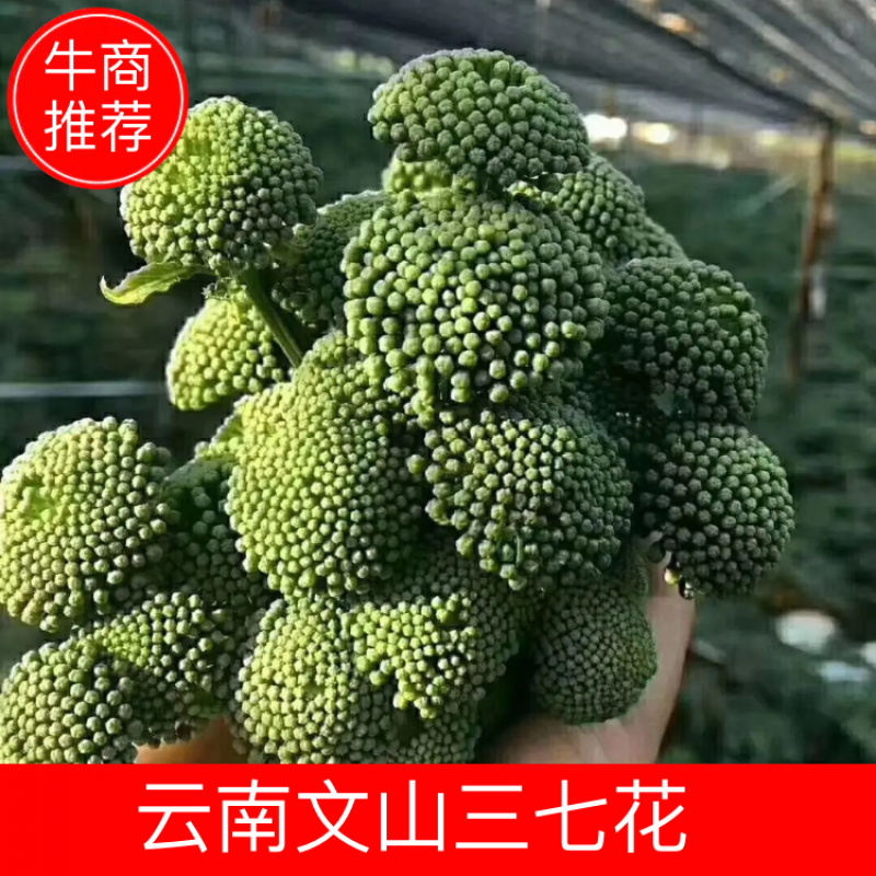 2023年新三七花云南文山三七花【包邮】