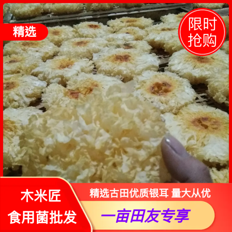 精选古田优质银耳，可做一件代发，诚信经营