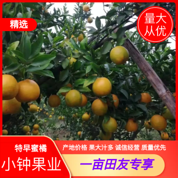【精品】四川资阳耙耙柑椪新鲜上市产地直销果大汁多口感佳，