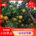 【精品】四川资阳耙耙柑椪新鲜上市产地直销果大汁多口感佳，