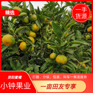 【优质】四川蜜橘现正大量上市包打腊、分级、包装，叫车服务