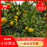 【优质】四川蜜橘现正大量上市包打腊、分级、包装，叫车服务