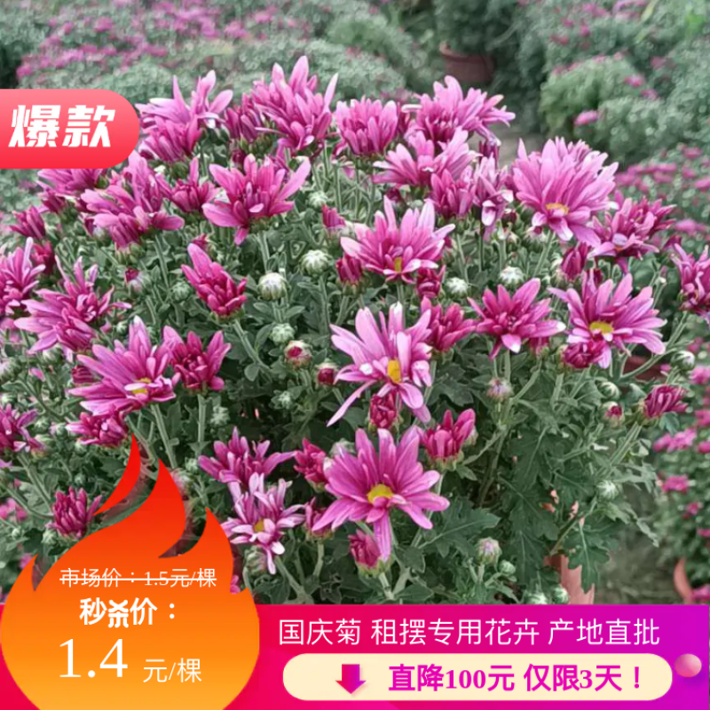 国庆菊！千头菊！租摆（国庆菊）专用花卉！种植基地