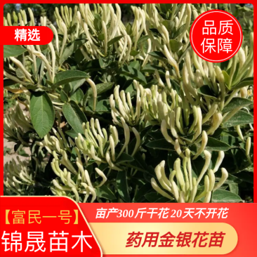 新品种花蕾一号树形金银花包纯度,技术,包回收