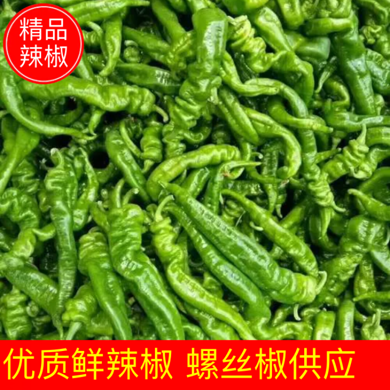 陕西大荔精品陇椒上市中基地直供品种齐全价格优惠