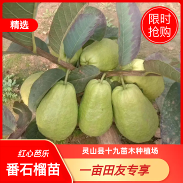 番石榴苗红心芭乐番石榴苗，正品嫁接红心芭乐番石榴苗