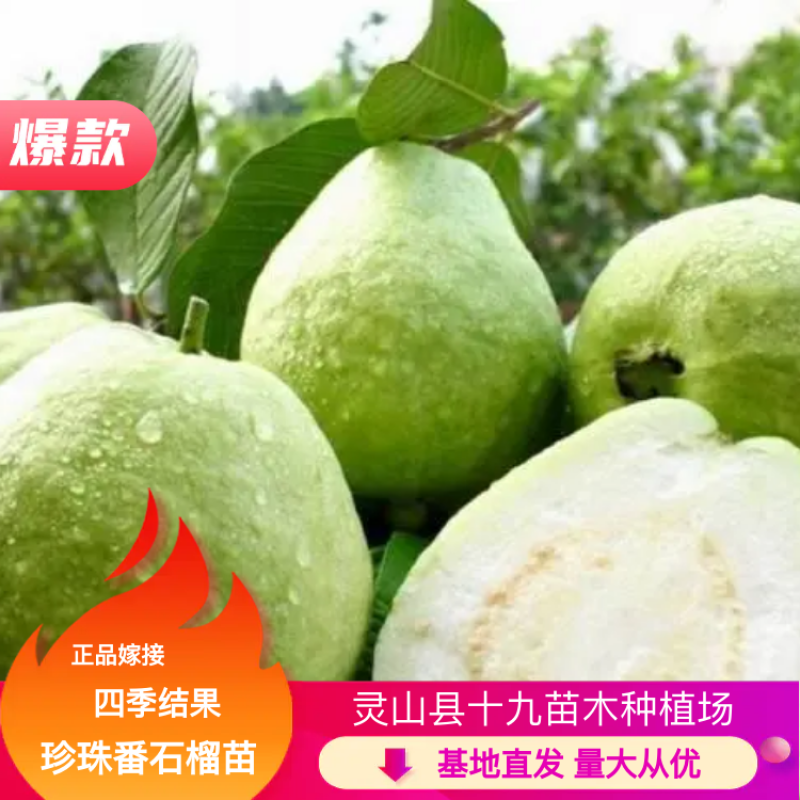 珍珠番石榴苗，正品嫁接四季结果珍珠番石榴苗