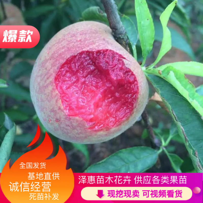 中华血桃树苗脆甜，含糖量22%产量高保品种保结果基地直发