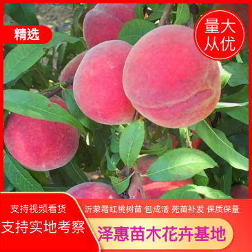 桃树苗沂蒙霜红桃果实脆甜耐寒抗冻现挖现发可视频看货