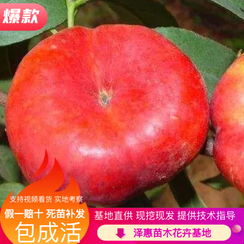 油蟠桃树苗早熟果实大脆甜优质外表基地直发可全程视频看