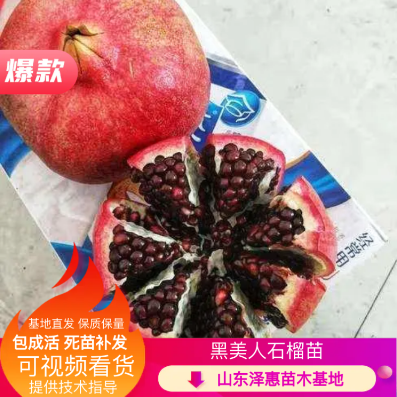 黑美人石榴苗基地直发保质保量包成活可视频看货死苗补发