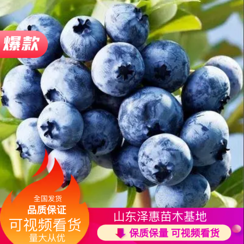 蓝莓树苗蓝丰薄雾绿宝石兔眼蓝莓瑞卡朱宝基地直发