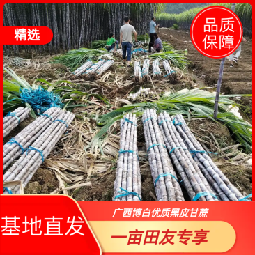 【精品】黑皮甘蔗真实报价产地直供一手货源【商超品质】