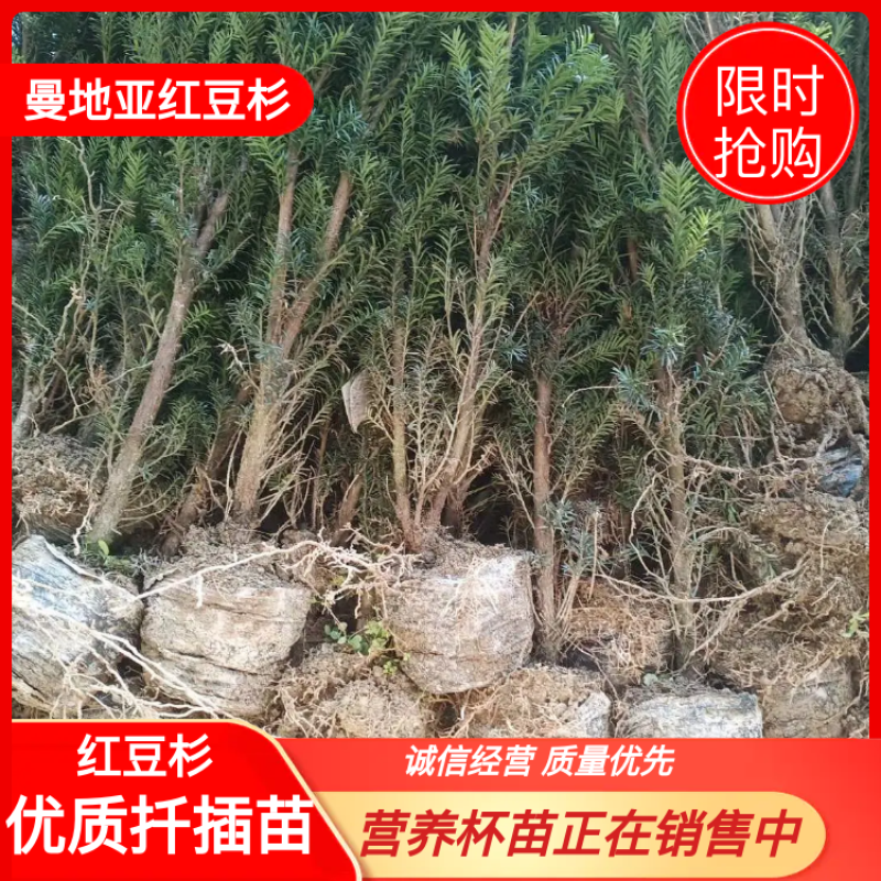 红豆杉，曼地亚红豆杉苗，营养杯苗正在销售中！