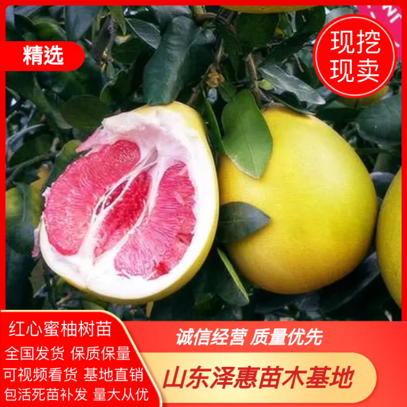 无籽沙田柚树苗红心柚树苗保质保量假一赔十死苗补发视频看货