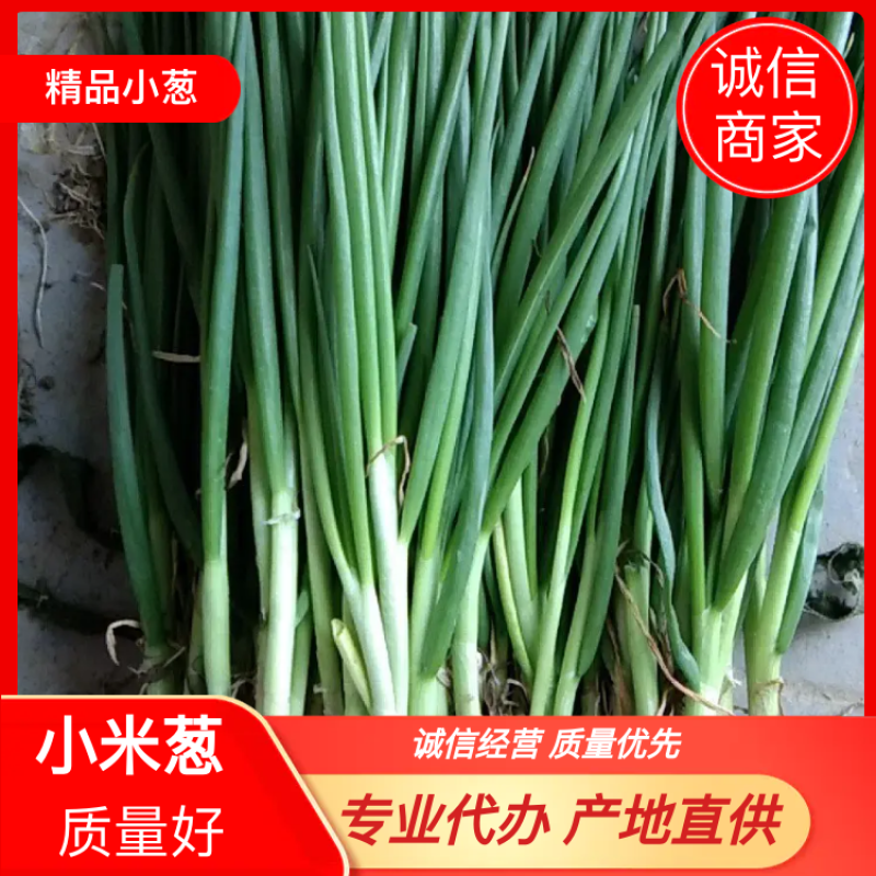 〔精品小米葱〕精品小香葱基地直发可供各类市场电商加工厂