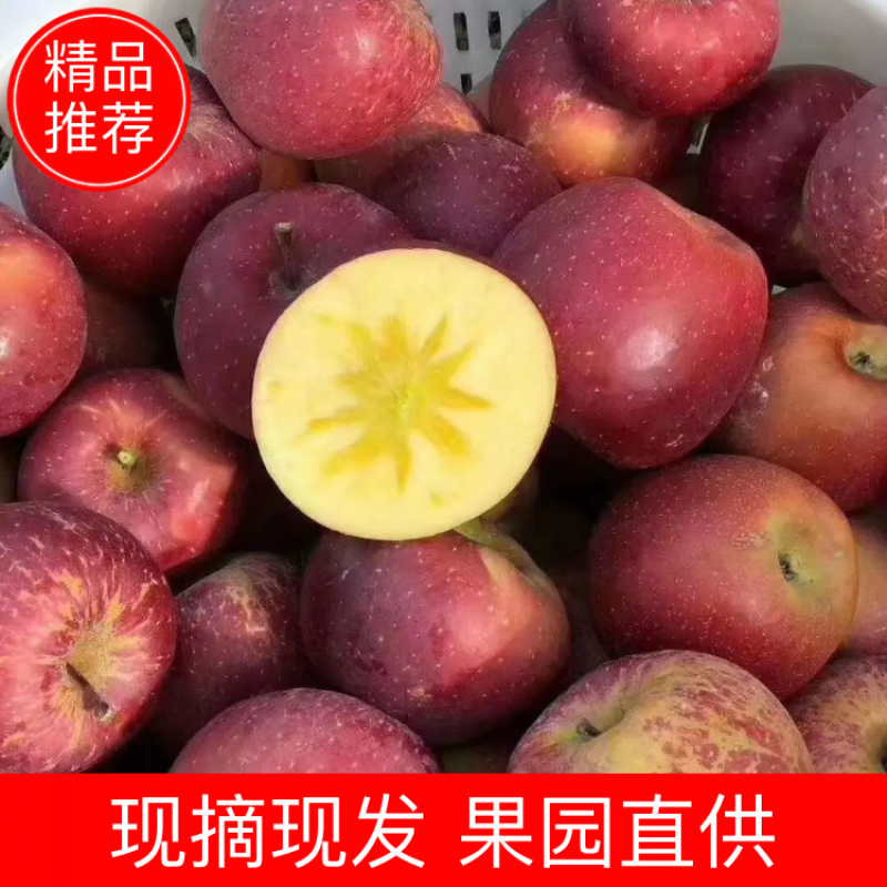 大凉山丑苹果产地代办糖心苹果大量上市中盐源丑苹果