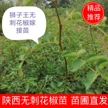 11优价狮子王无刺花椒苗旱地苗根系发达，木质化强包运输。