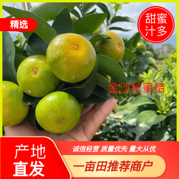【精品金秋沙糖桔】产地直供大量供应价格实惠