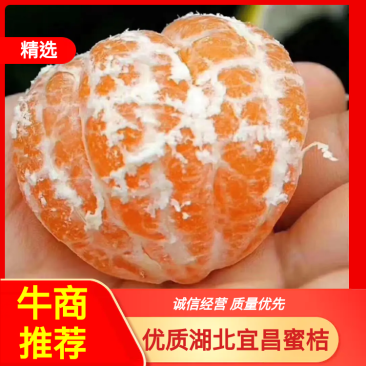 纯甜蜜橘无子无渣湖北高山蜜桔，果园现摘现发车大量上市进行