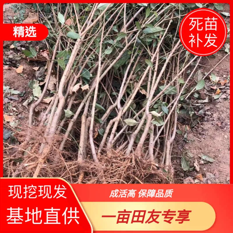 【全国发货】蜂糖李子苗1~3年死苗补发包成活高纯度