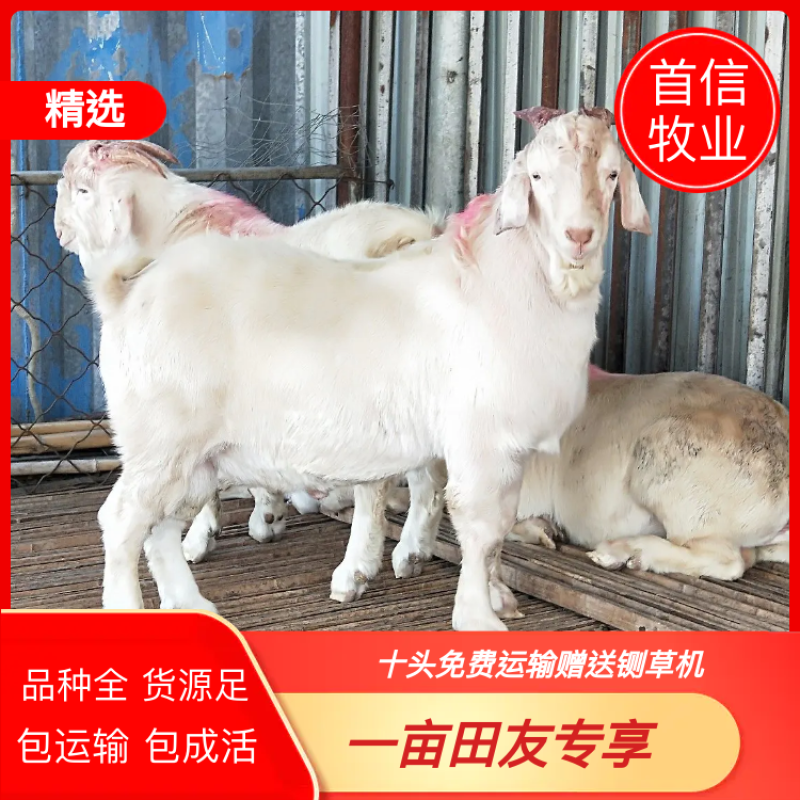 【诚信认证】白山羊，小羊羔羊苗，头胎怀孕羊，包技术
