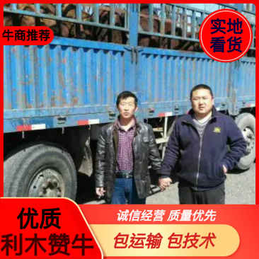 肉牛利木赞牛包运输，包养殖技术，货到付款厂家直销