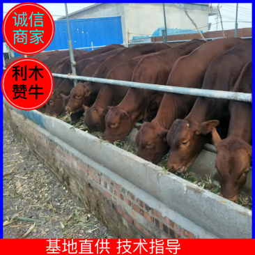 利木赞牛犊，山西忻府牛犊，品种纯正，规格齐全，养殖场直发