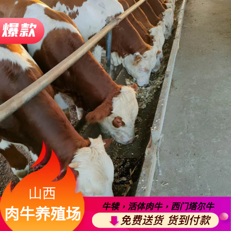 西门塔尔牛犊肉牛犊养殖场山西牛类直发包回收包技术