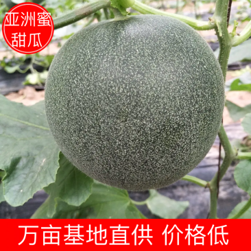 亚洲蜜甜瓜香瓜中国甜瓜第一镇产地大量供应