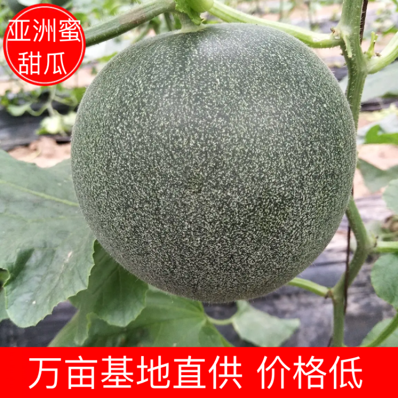 亚洲蜜甜瓜香瓜中国甜瓜第一镇产地大量供应