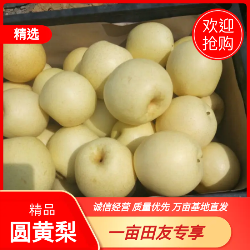 精品️圆黄梨万亩基地直供诚信报价产地直发