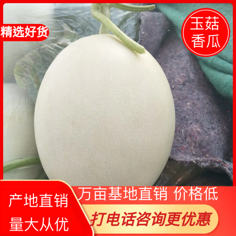 玉菇香瓜，甜瓜，中国甜瓜第一镇产地大量供应