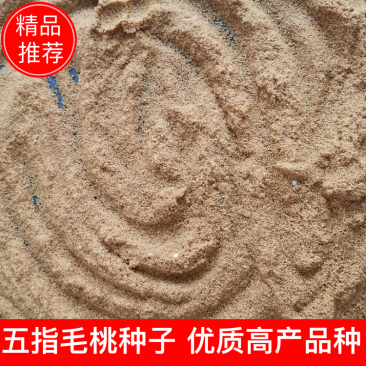 五指毛桃种子优质品种，高产，产地直供，可视频看货