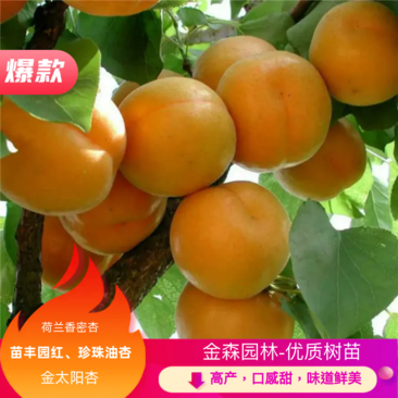 山东杏树苗，-一手货源，荷兰香密杏丰园红杏、珍珠油杏，