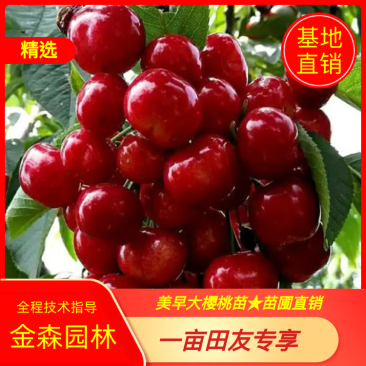 【推荐】樱桃苗美早大樱桃苗苗圃直销、包纯正包结果全程技术