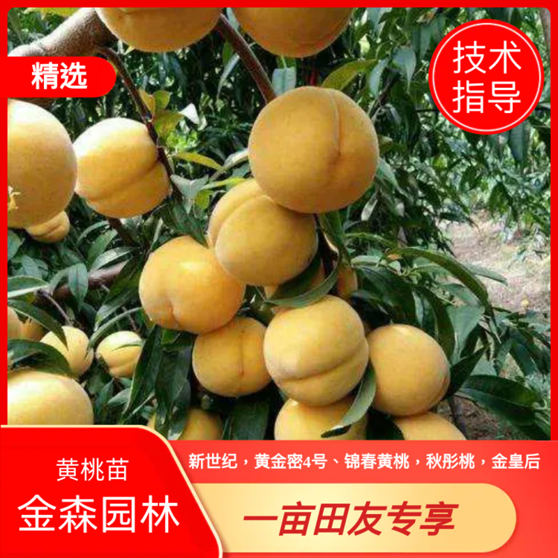 推荐山东黄桃树苗，六月至九月份成熟，优质桃树苗，一手货源