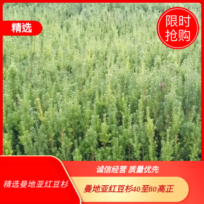 红豆杉四川曼地亚红豆杉小苗！兄弟苗圃直销中！无中间商！