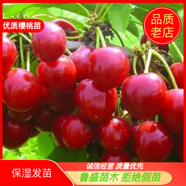 鲁樱三号美早/黄蜜/红灯樱桃苗适合南北方种植现挖现发