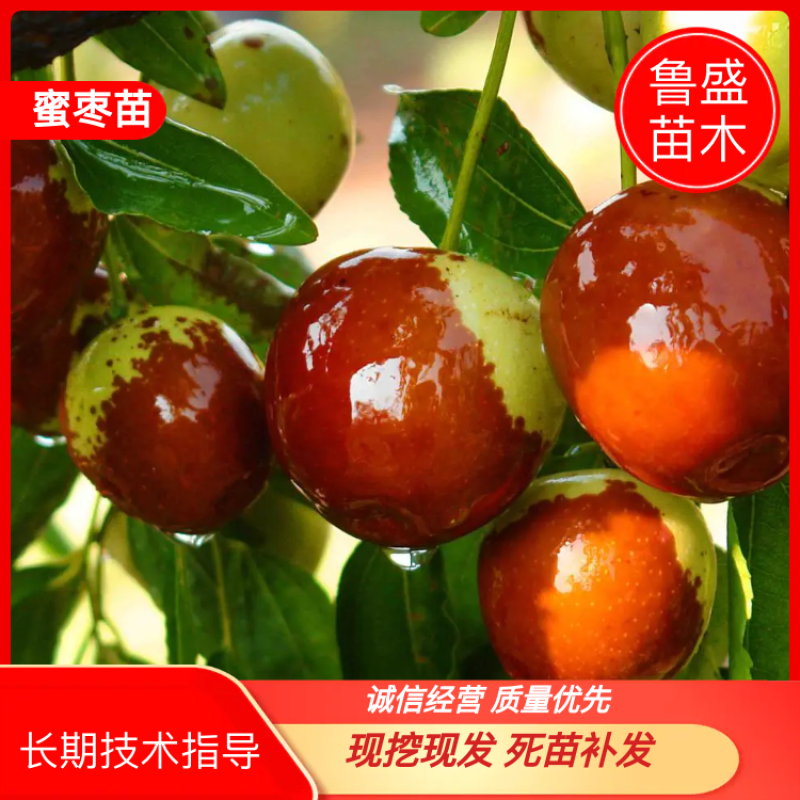 枣树活苗南北方种植嫁接甜枣当年结果易成活