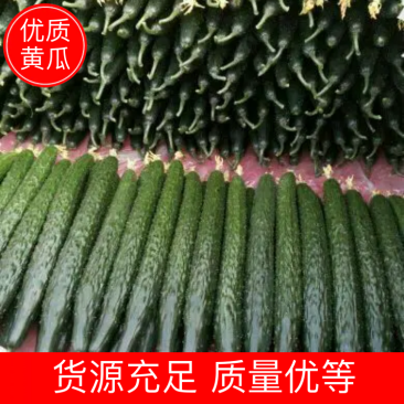 黄瓜，青瓜大中小条油量性大棚吊秧瓜中国黄瓜基地
