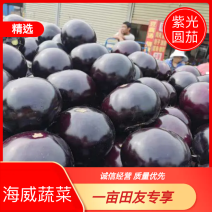 [荐]圆茄4两以上，大量供应，可视频看货